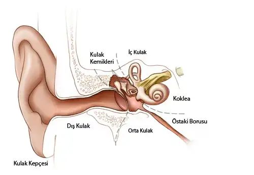 Kulak Anatomisi